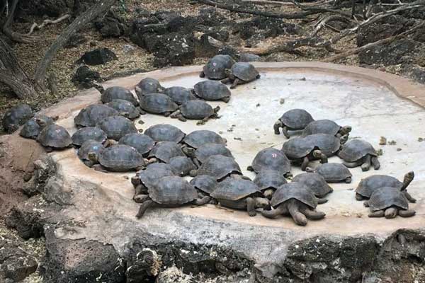tortoise breeding center